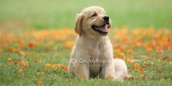 chien 1 => mouton